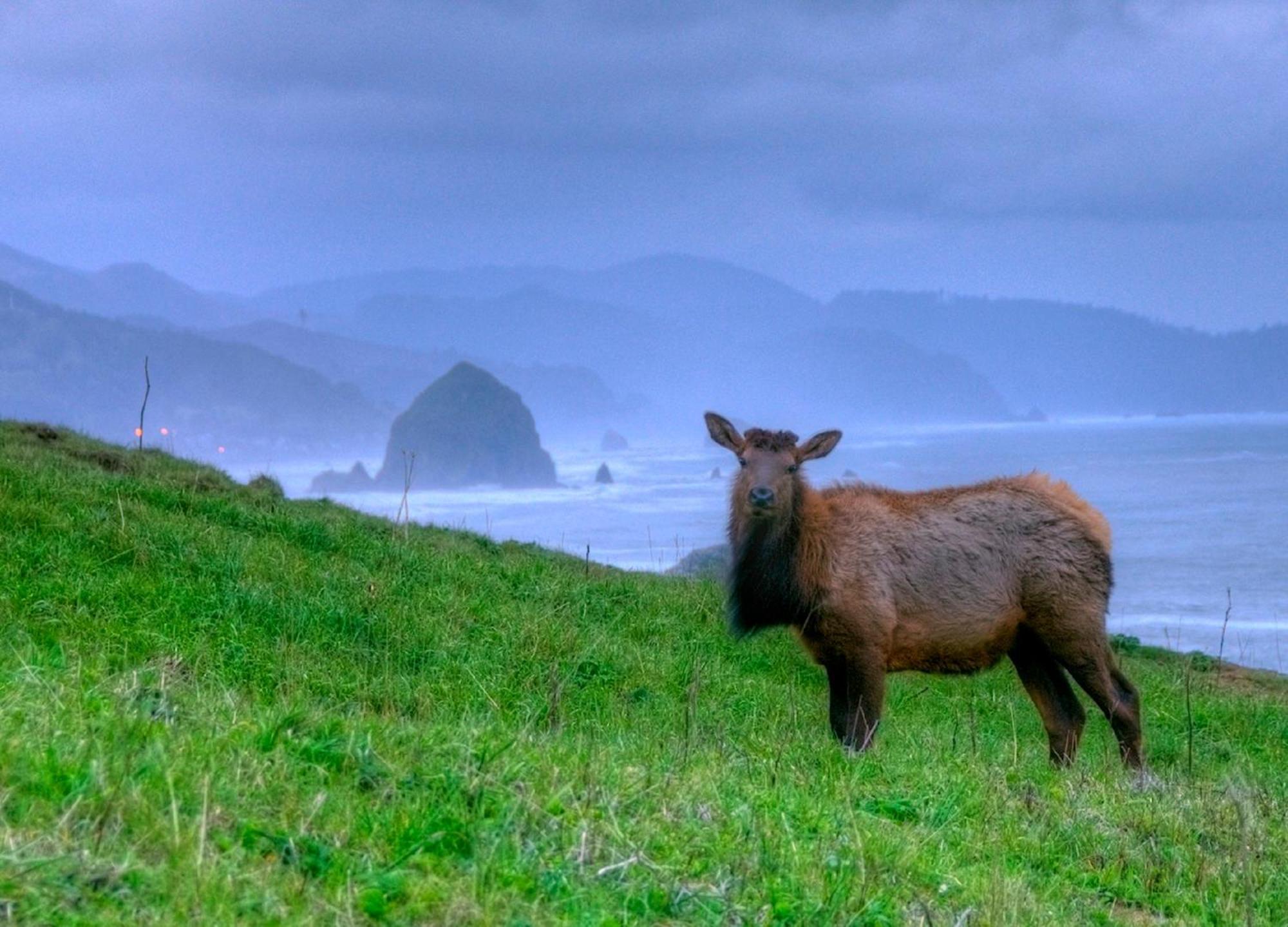 Ecola Creek Lodge Cannon Beach Luaran gambar